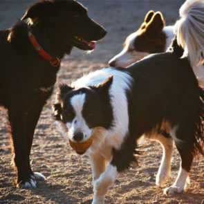 Hotel Canino Psiquiscan