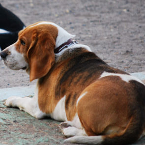 Hotel Canino Psiquiscan