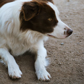 Hotel Canino Psiquiscan